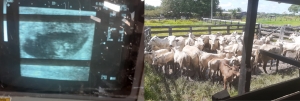Tecnologia e conhecimento para a agricultura roraimense