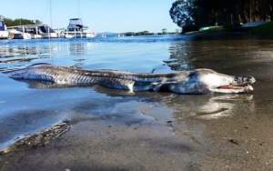 Bicho estranho assusta australianos