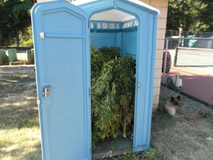 Em lugar de sanitário: maconha
