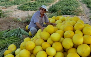 Doce, com pouca água, melão produzido por Jorge Lopes é o melhor do Brasil. E do mundo 