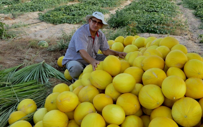 Doce, com pouca água, melão produzido por Jorge Lopes é o melhor do Brasil. E do mundo 